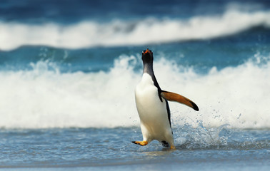 Gentoo penguin walking on a beach by a stormy Atlantic ocean.