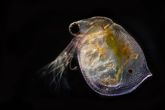 Wasserfloh