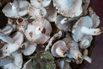 A variety of wild edible fungi with soil
