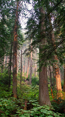 giant cedars boardwalk 4