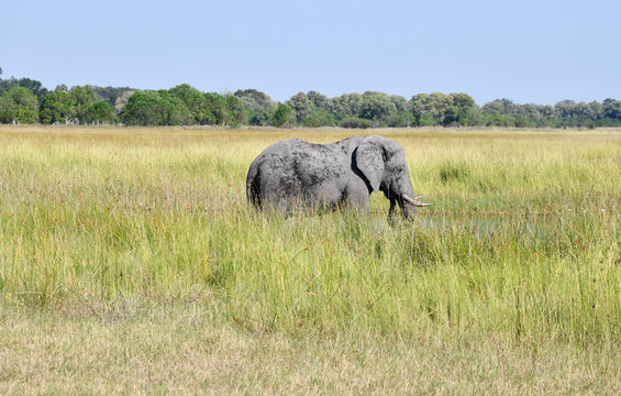 Elephant in Chobe National Park Botswana