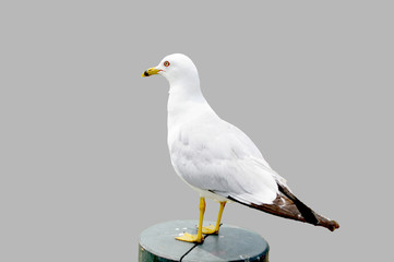 Seagull with yellow beak