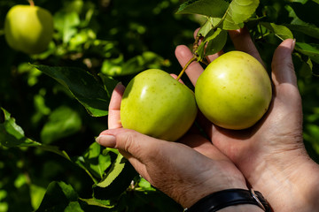 Äpfel an einem Apfelbaum kurz vor der Ernte mit Händen geplückt