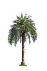 one palm tree isolated on white background with clipping path for nature decoration design.