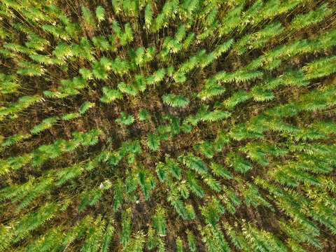 Aerial view on rows of marijuana weed field.