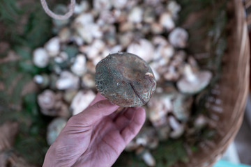 A variety of wild edible fungi with soil