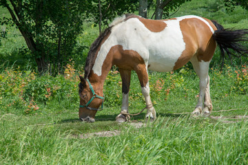 A horse is grazing in a meadow on a sunny summer day
