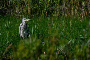 Grey Heron (ardea cinerea) hiding in marshland grass