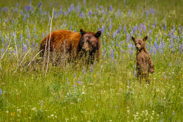 Female bear with her cub discovering world together