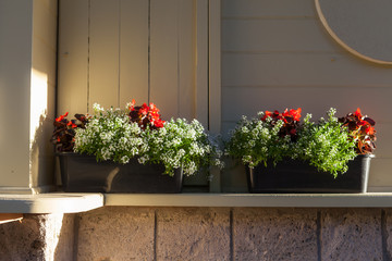 Flowerpot with blooming red flowers in front of wall in sunrays