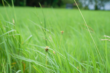 Green pasture pattern textuer background.