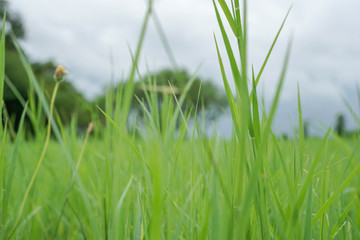 Obraz premium Green pasture pattern textuer background.
