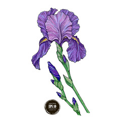 beautiful iris flower on white background