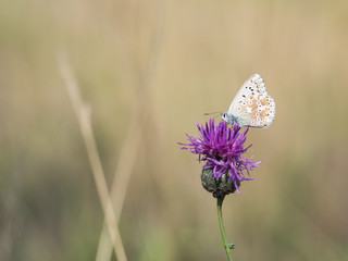 The chalkhill blue (Polyommatus coridon) is a butterfly in the family Lycaenidae.