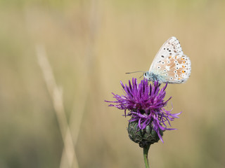 The chalkhill blue (Polyommatus coridon) is a butterfly in the family Lycaenidae.