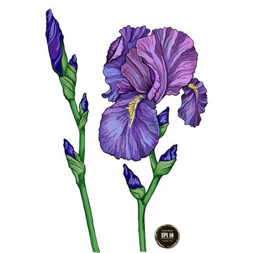 iris flower on white background