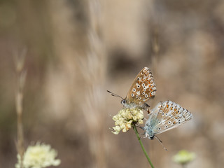 Pair of mating chalkhill blue (Polyommatus coridon) butterflies in the family Lycaenidae.