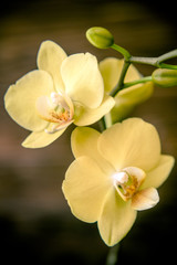 Naklejka na ściany i meble Branch of a yellow orchid on a brown wooden background 