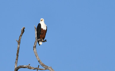 Fish Eagle Chobe River