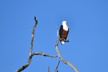 Fish Eagle Chobe River