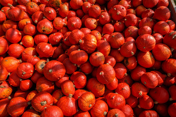 Haufen Zierkürbisse, Kürbisse