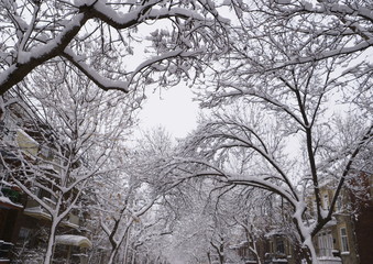First snow has fallen on trees during the night.