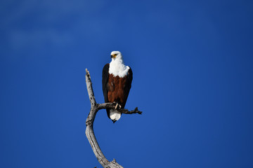 Fish Eagle Chobe River
