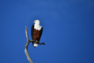 Fish Eagle Chobe River