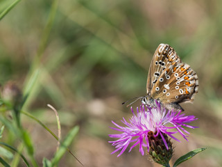 The chalkhill blue (Polyommatus coridon) is a butterfly in the family Lycaenidae.
