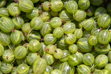 Many green gooseberry kind Lady as background