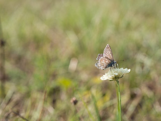 The chalkhill blue (Polyommatus coridon) is a butterfly in the family Lycaenidae.