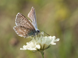 The chalkhill blue (Polyommatus coridon) is a butterfly in the family Lycaenidae.