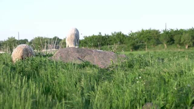 Lamb playing on stone while it's mother sheep aets grass amager copenhagen denmark summer 2018