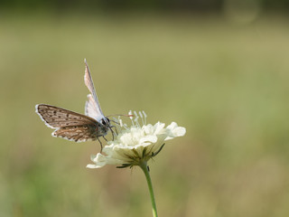 The chalkhill blue (Polyommatus coridon) is a butterfly in the family Lycaenidae.