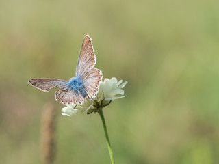 The chalkhill blue (Polyommatus coridon) is a butterfly in the family Lycaenidae.