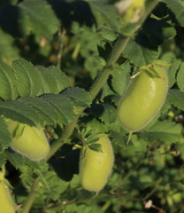 Obraz premium Green fruit of chickpeas