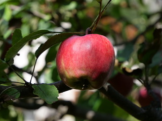 red apple, fruit