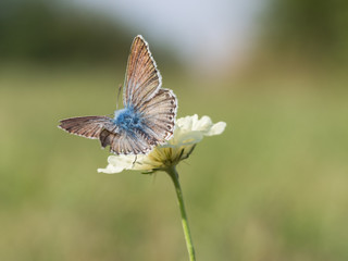The chalkhill blue (Polyommatus coridon) is a butterfly in the family Lycaenidae.