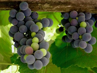 grape in the summer