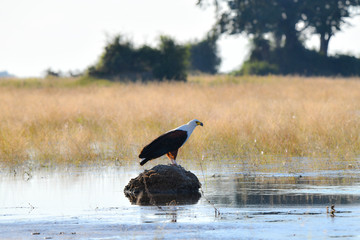 Fish Eagle Chobe River