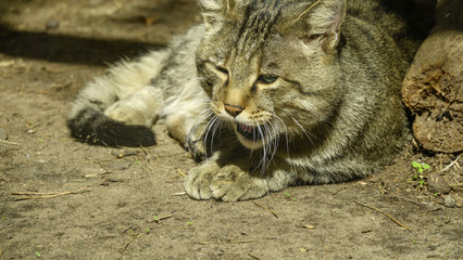Wild forest Carpathian cat