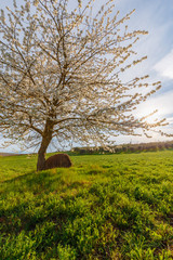 Fototapeta premium Lonely standing flowering tree. Blooming apple tree. Flowering pear. The tree stands in the middle of the field. A haystack lies next to the tree.