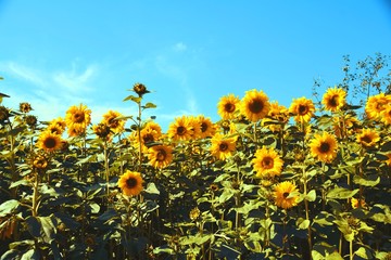 Grußkarte - Sonnenblumen 