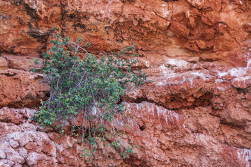 Exmouth, Western Australia - November 27, 2009: Yardie Creek Gorge in Cape Range National Park on North West Cape. Closeup of small green bush on Red rock cliff.