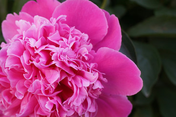 Nahaufnahme Pfingstrose