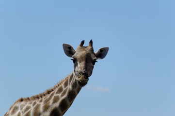 Giraffa's head