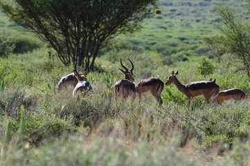 look to the antelopw