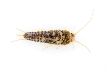 Pest insect silverfish Lepisma saccharina isolated on white background