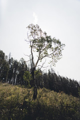 An aspen tree with the sun behind it 