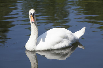 Obraz premium Schwan